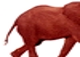 Elefanten Gif 13469