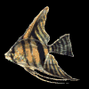 Fische Gif 12645