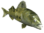 Fische Gif 12661