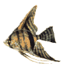 Fische Gif 12601
