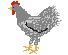 Hühner Gif 7441