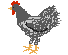 Hühner Gif 7467