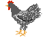 Hühner Gif 7448
