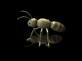 Insekten Gif 9512