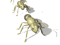Insekten Gif 9509