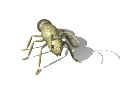 Insekten Gif 9518