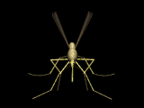 Insekten Gif 9470