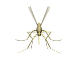 Insekten Gif 9458