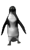 Pinguine Gif 12112