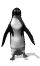 Pinguine Gif-Bild