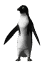 Pinguine Gif 12085