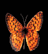 Schmetterlinge Gif 632