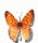 Schmetterlinge Gif 664
