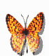 Schmetterlinge Gif 647