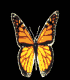 Schmetterlinge Gif 679