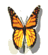 Schmetterlinge Gif 631