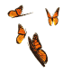 Schmetterlinge Gif 672