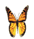 Schmetterlinge Gif 639
