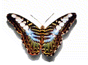 Schmetterlinge Gif 651